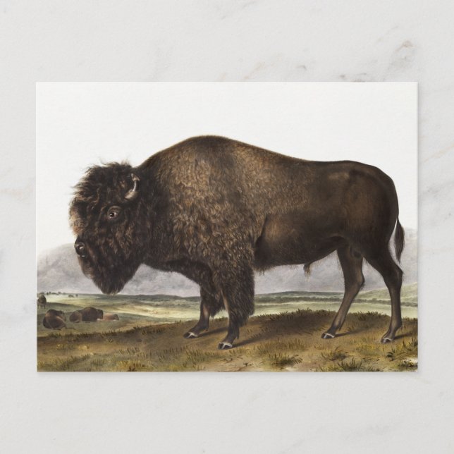 Carte Postale Illustration du Bison d'Amérique (Bos Americanus) (Devant)