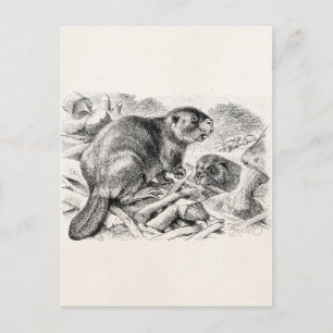 Carte Postale Illustration du castor vintage Castors rétro et ba