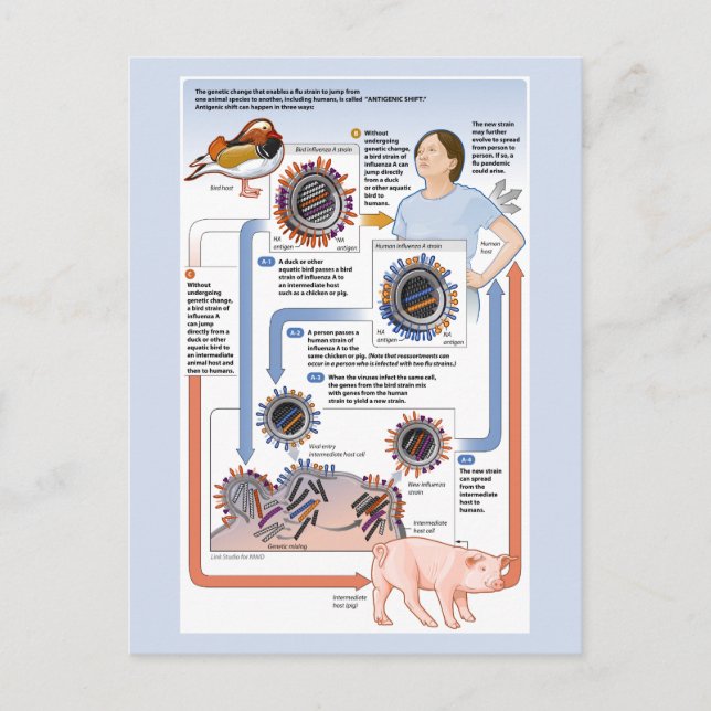Carte Postale Illustration du changement antigénique (grippe) (Devant)