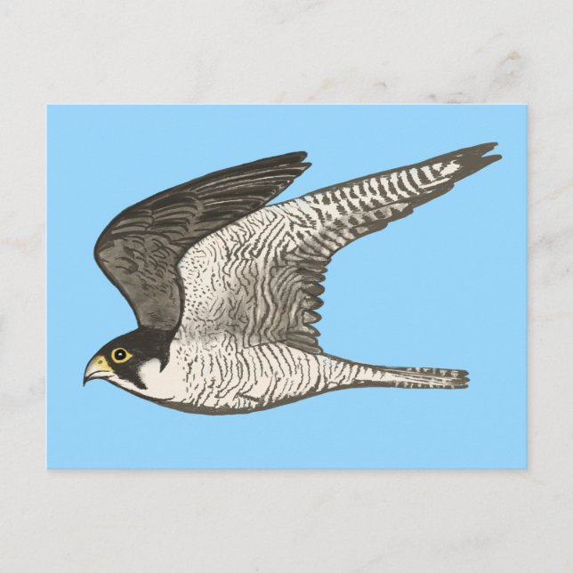 Carte Postale Illustration du crayon couleur faucon pèlerin (Devant)