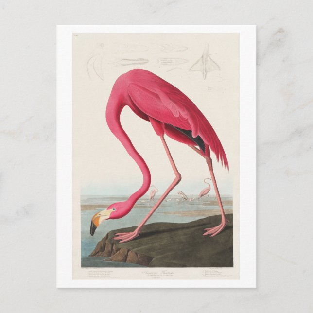 Carte Postale Illustration du Flamant rose par John James Audubo (Devant)