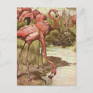 Carte Postale Illustration du Flamant rose vintage