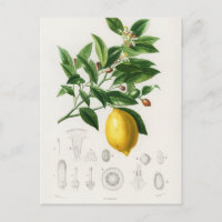 Illustration du Limonium botanique des agrumes de 