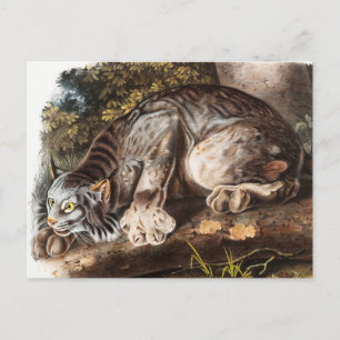 Carte Postale Illustration du Lynx du Canada (Lynx Canadensis)
