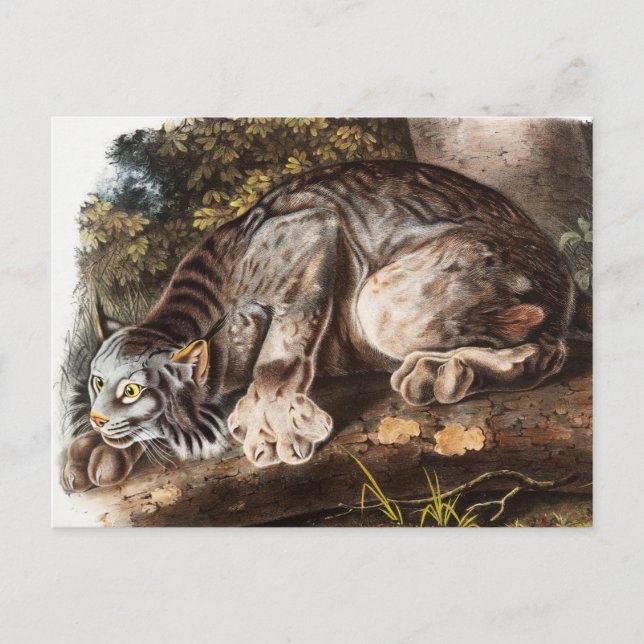 Carte Postale Illustration du Lynx du Canada (Lynx Canadensis) (Devant)