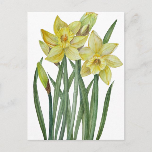 Carte Postale Illustration du portrait des jonquilles d'aquarell (Devant)