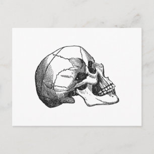 Carte Postale Illustration du profil crânien vintage
