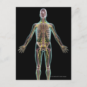 Carte Postale Illustration du système nerveux