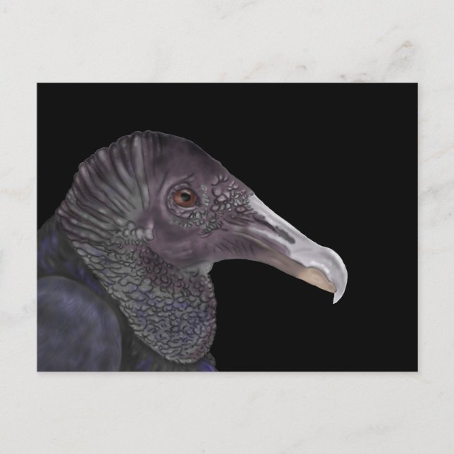Carte Postale Illustration du vautour noir (Devant)