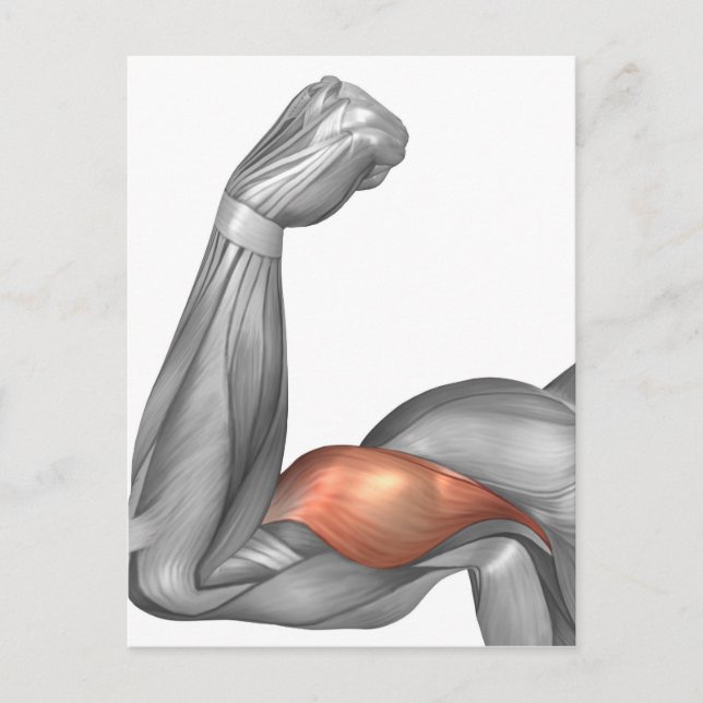 Carte Postale Illustration D'Un Bras Flexé Montrant Un Bicep (Devant)