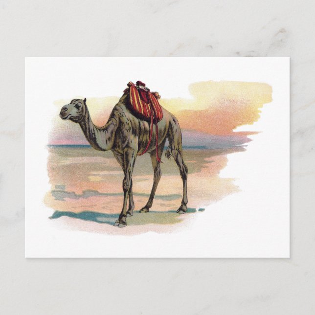 Carte Postale Illustration d'un chameau dromédaire antique (Devant)
