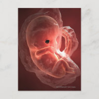 Illustration d'un embryon en développement