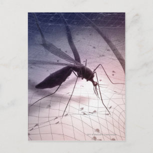 Carte Postale Illustration d'une piqûre de moustiques