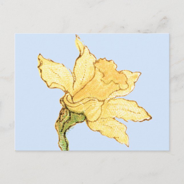 Carte Postale Illustration d'une seule jonquille par Kate Greena (Devant)