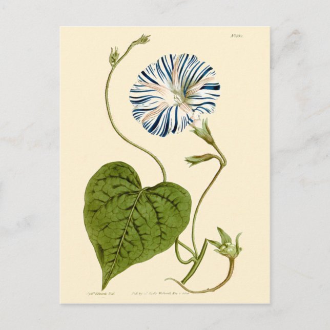 Carte Postale Illustration en bleu du matin (Devant)