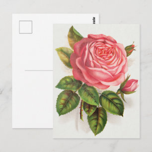 Carte Postale Illustration Florale Rose Rose Antique Cottagecore
