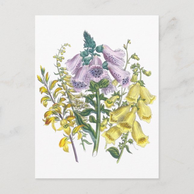 Carte Postale Illustration Foxglove vintage (Devant)