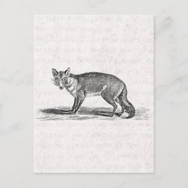 Carte Postale Illustration Foxy Fox vintage - Renards des années (Devant)