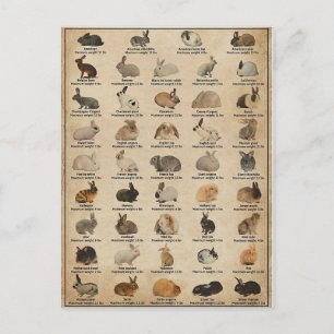 Carte Postale Illustration Lapins