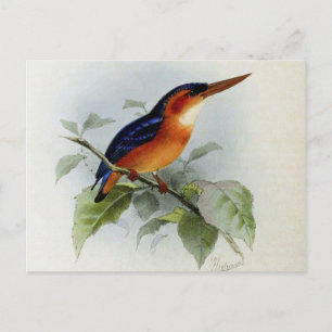 Carte Postale Illustration martin pêcheur