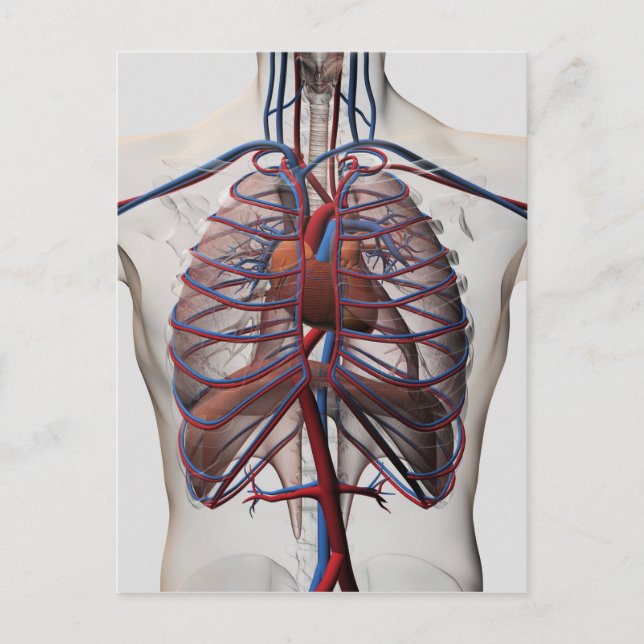 Carte Postale Illustration Médicale De La Poitrine Masculine (Devant)