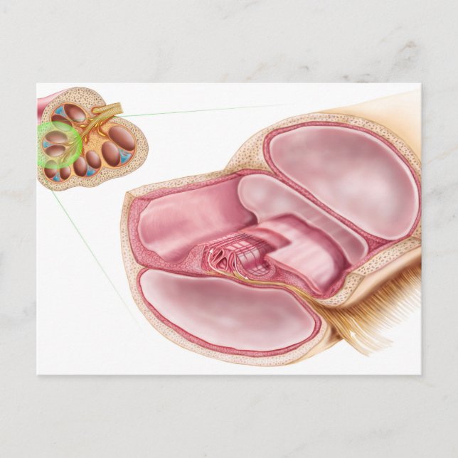Carte Postale Illustration Médicale D'EndOlymph (Devant)
