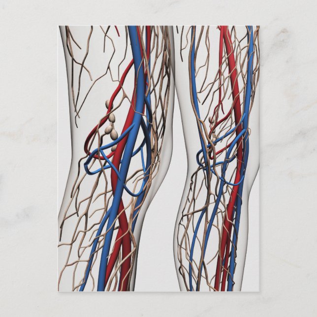 Carte Postale Illustration Médicale Des Artères 1 (Devant)