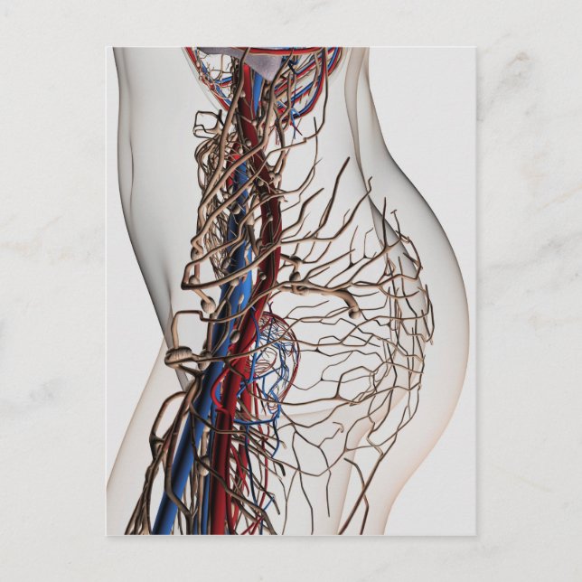 Carte Postale Illustration Médicale Des Artères 2 (Devant)