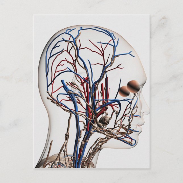 Carte Postale Illustration Médicale Des Artères De Tête 1 (Devant)