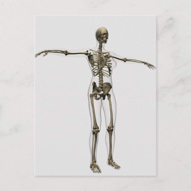 Carte Postale Illustration Médicale Du Squelette Féminin Complet (Devant)