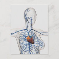 Illustration Médicale Du Système Circulatoire