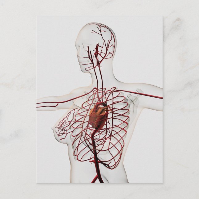 Carte Postale Illustration Médicale Du Système Circulatoire Fémi (Devant)