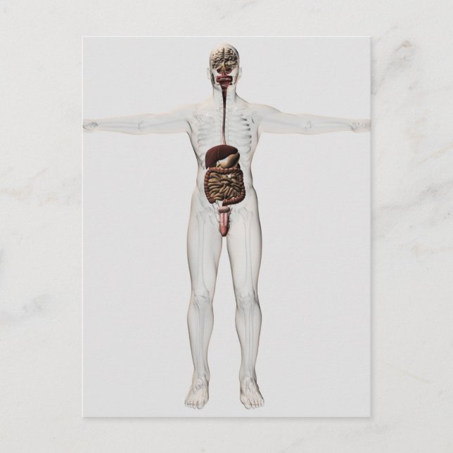 Carte Postale Illustration Médicale Du Système Digestif Homme (Devant)