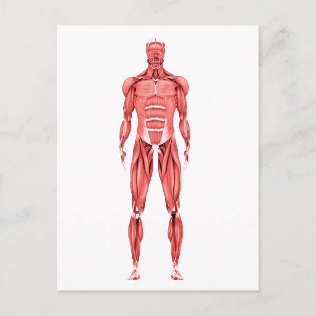 Carte Postale Illustration Médicale du Système Musculaire Mascul (Devant)
