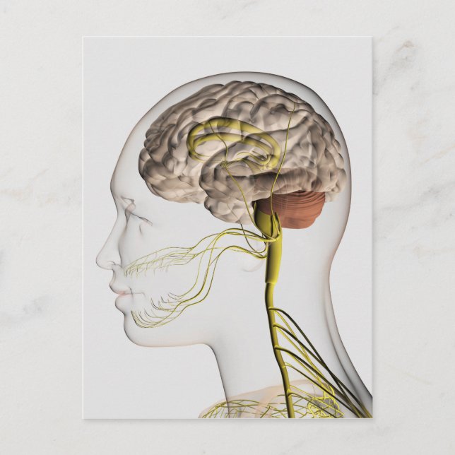 Carte Postale Illustration Médicale Du Système Nerveux Humain 1 (Devant)