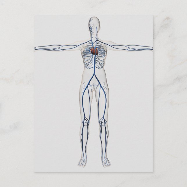Carte Postale Illustration Médicale : Système circulatoire fémin (Devant)