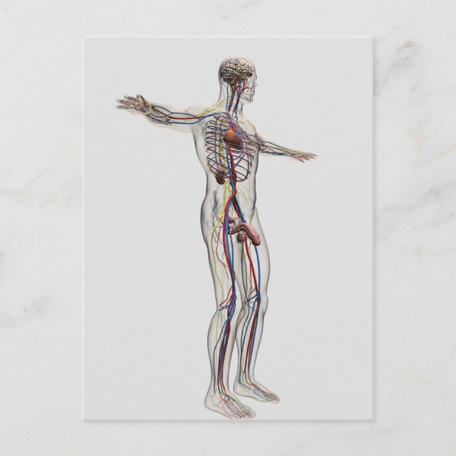 Carte Postale Illustration Médicale : Système de reproduction ma (Devant)