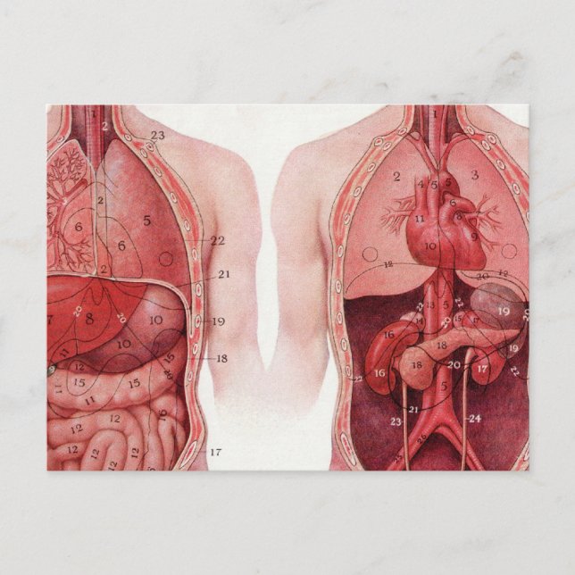 Carte Postale Illustration Médicale vintage, Anatomie (Devant)