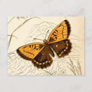Carte Postale Illustration papillon vintage, or et Brown
