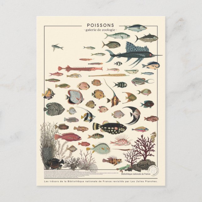 Carte Postale Illustration poissons exotiques (Devant)