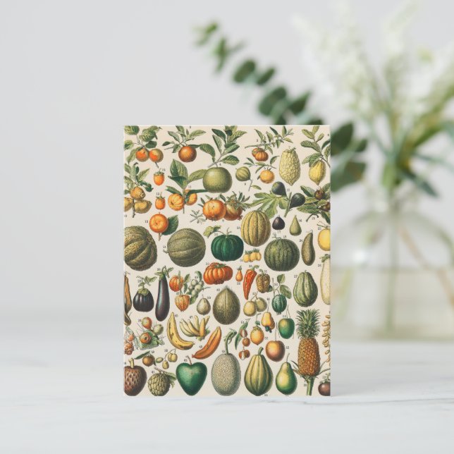 Carte Postale Illustration scientifique végétale des fruits (Debout devant)