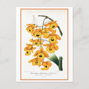Carte Postale Illustration Tropical Yellow Orchid