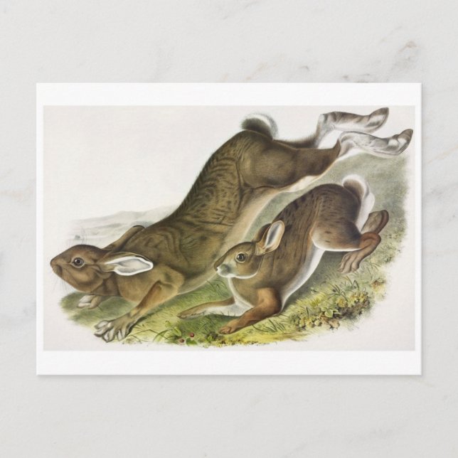 Carte postale Illustration vintage (Devant)