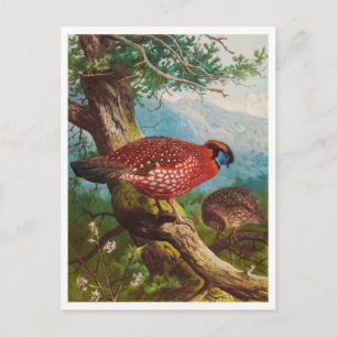 Carte postale Illustration vintage