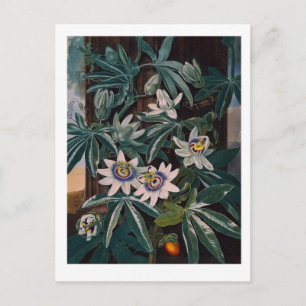 Carte Postale Illustration vintage