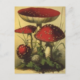 Carte postale Illustration vintage