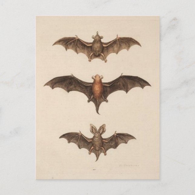 Carte postale Illustration vintage (Devant)