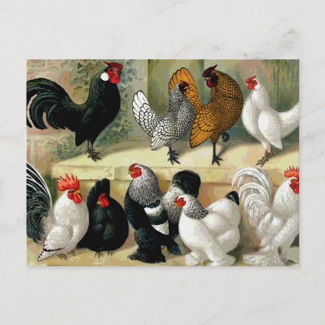 Carte Postale Illustration Vintage "Bantams" (Devant)