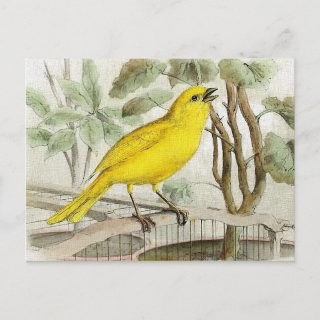 Carte Postale Illustration Vintage canarienne (Devant)