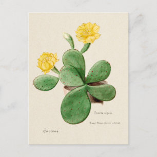 Carte Postale Illustration vintage de cactus à poires